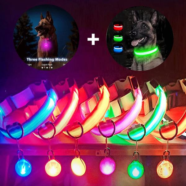 Night Glow Dog Collar