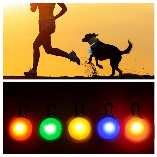 🐕 10 Essential Reasons to Walk Your Dog Every Day