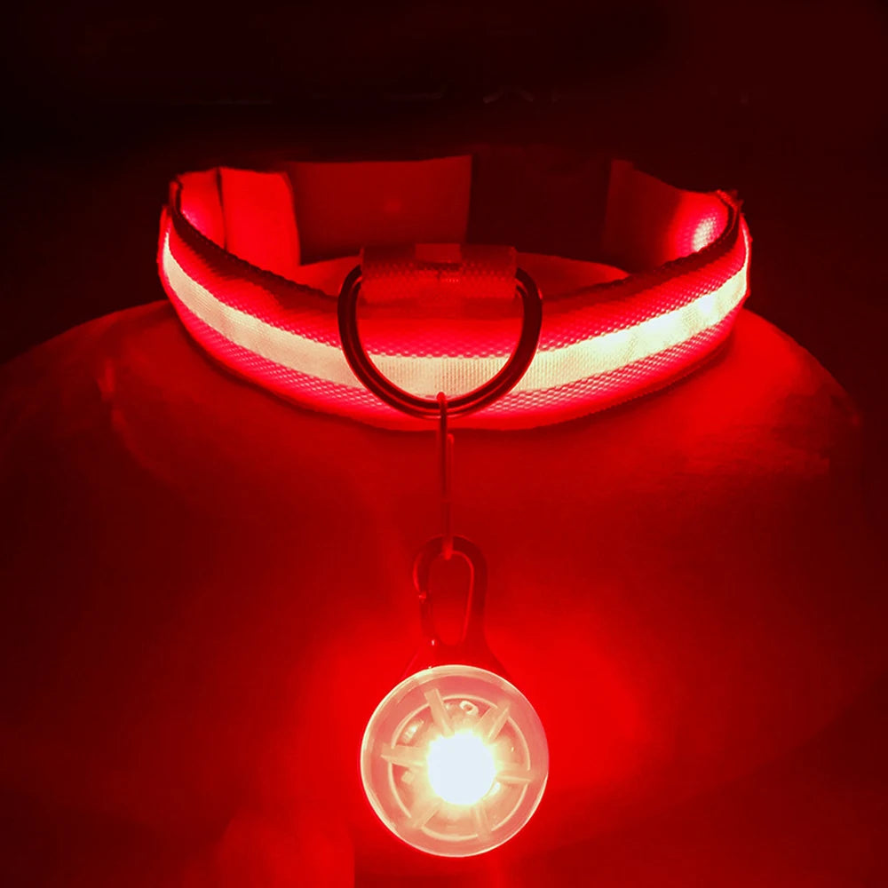 Night Glow Dog Collar
